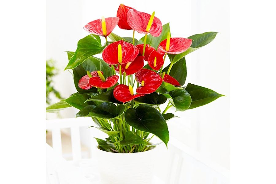 Sản phẩm Cây và Hoa (Mã GF83)
