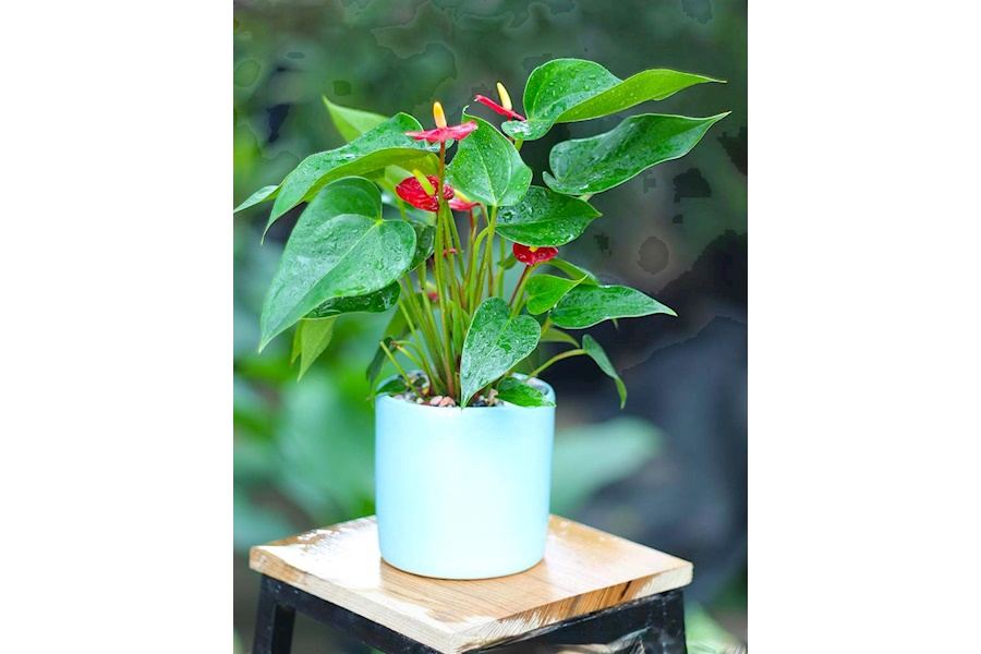 Sản phẩm Cây và Hoa (Mã GF83)