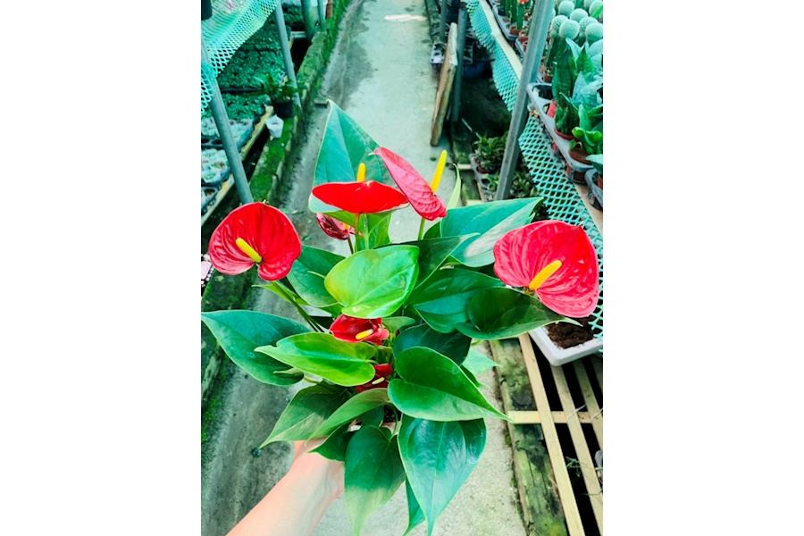 Sản phẩm Cây và Hoa (Mã GF83)
