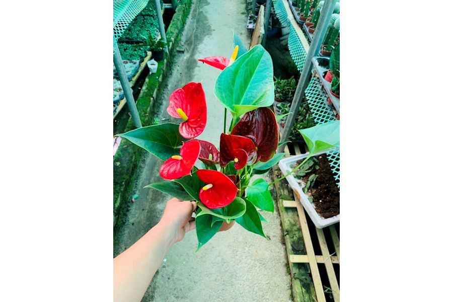 Sản phẩm Cây và Hoa (Mã GF83)