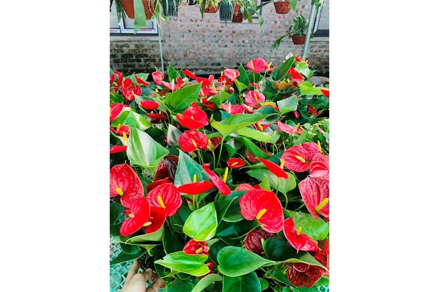 Sản phẩm Cây và Hoa (Mã GF83)