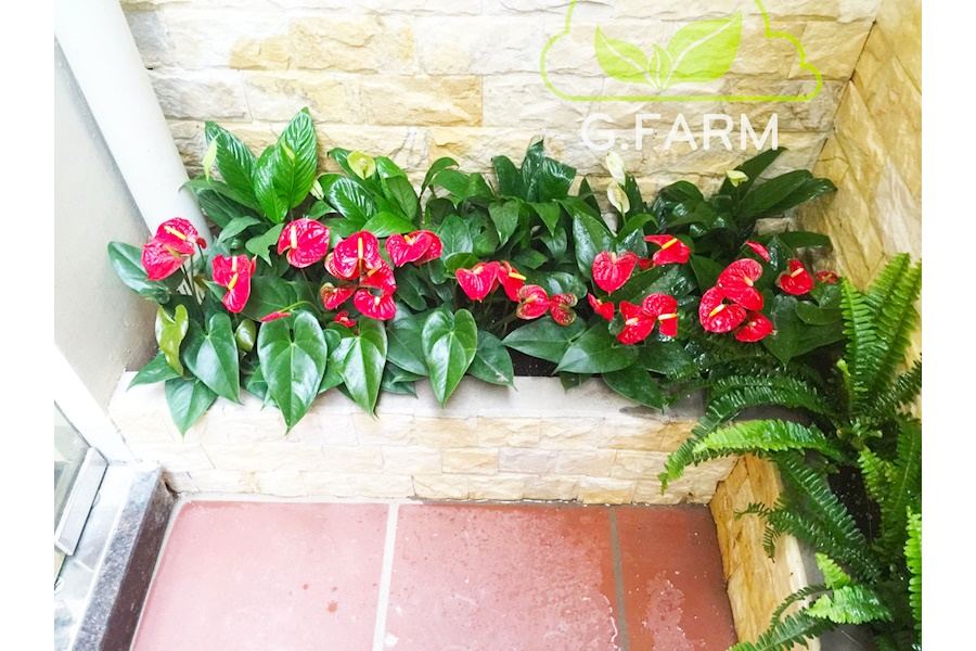 Sản phẩm Cây và Hoa (Mã GF83)