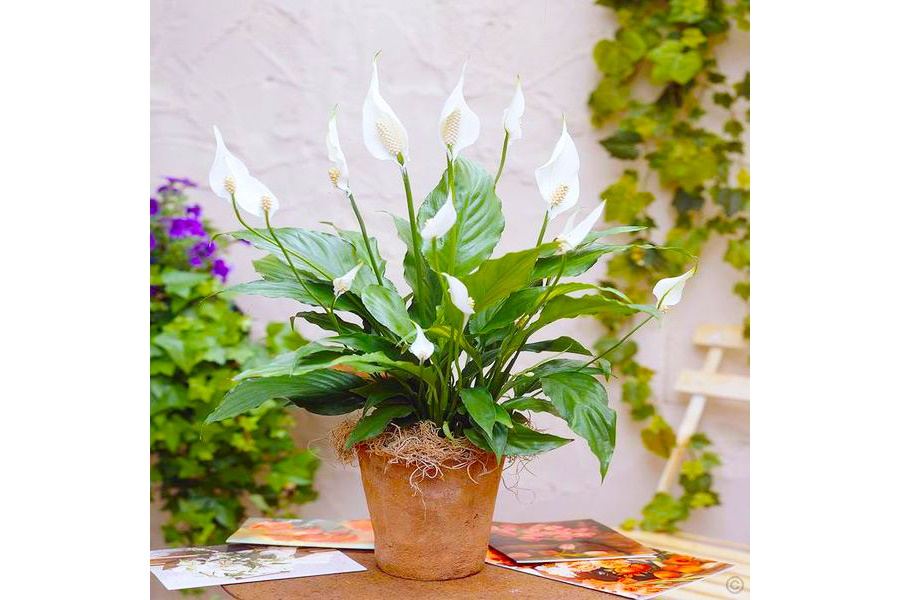 Sản phẩm Cây và Hoa (Mã GF84)