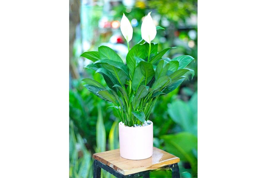 Sản phẩm Cây và Hoa (Mã GF84)