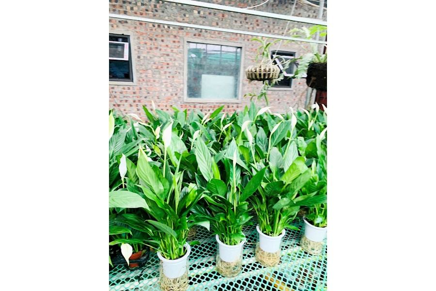 Sản phẩm Cây và Hoa (Mã GF84)