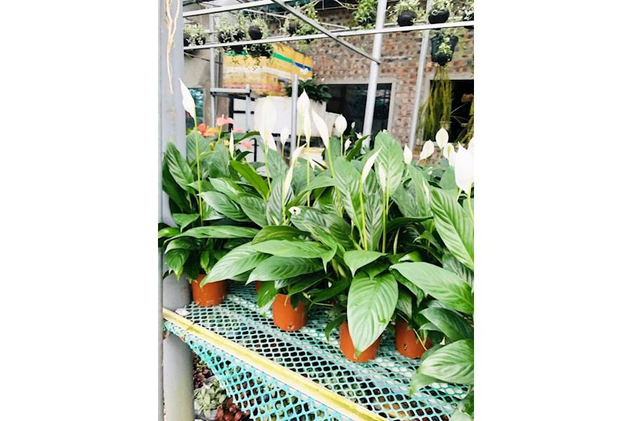 Sản phẩm Cây và Hoa (Mã GF84)