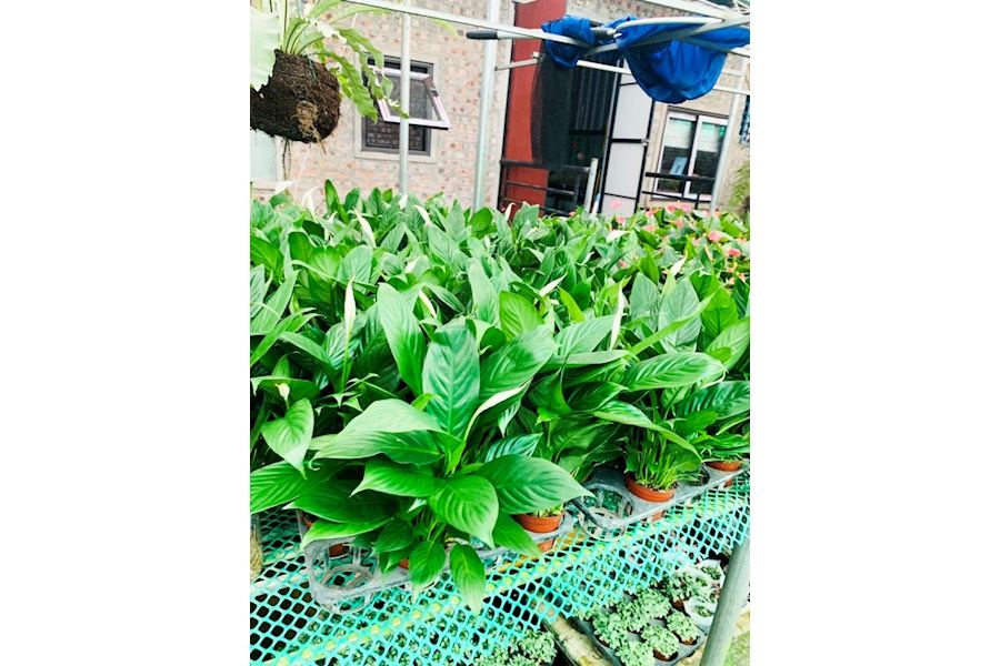 Sản phẩm Cây và Hoa (Mã GF84)