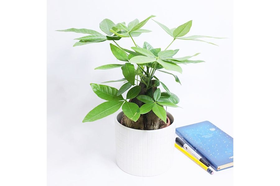 Sản phẩm Cây và Hoa (Mã GF85)