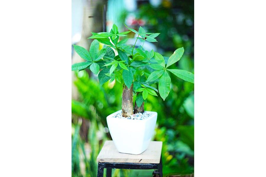 Sản phẩm Cây và Hoa (Mã GF85)