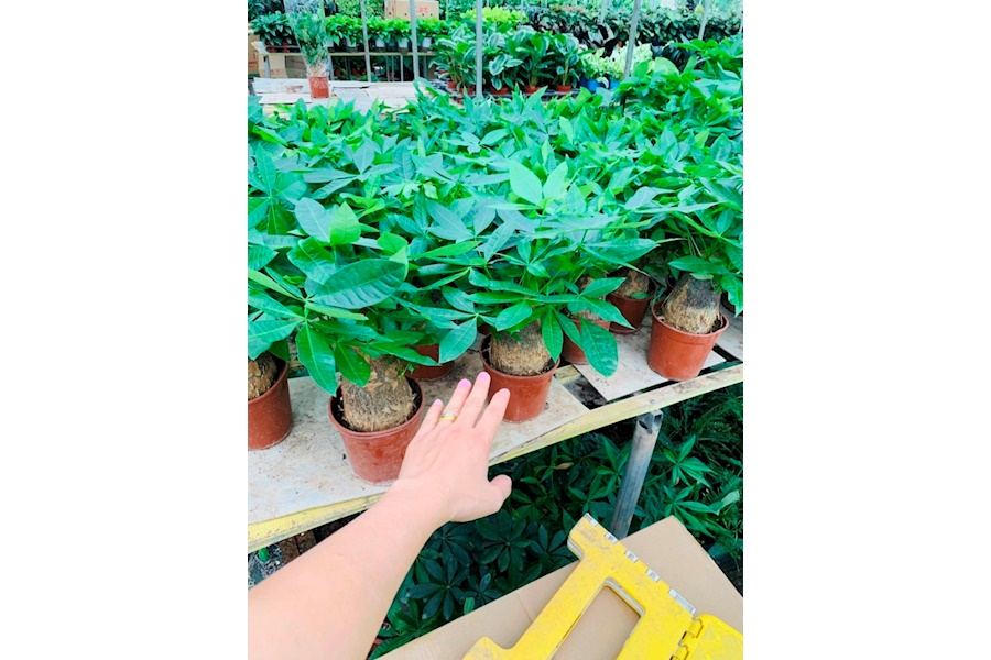 Sản phẩm Cây và Hoa (Mã GF85)