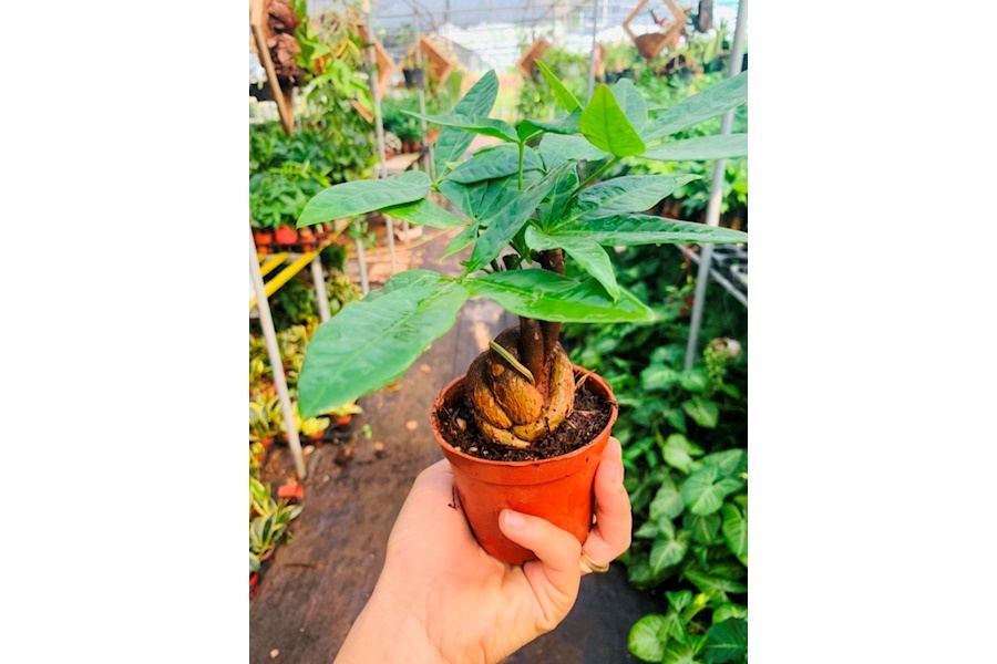 Sản phẩm Cây và Hoa (Mã GF85)