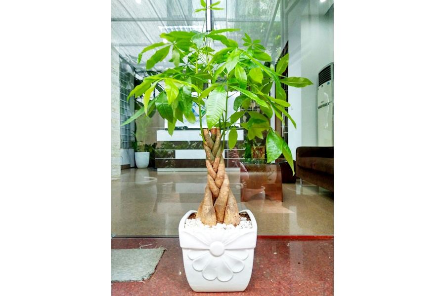 Sản phẩm Cây và Hoa (Mã GF85)
