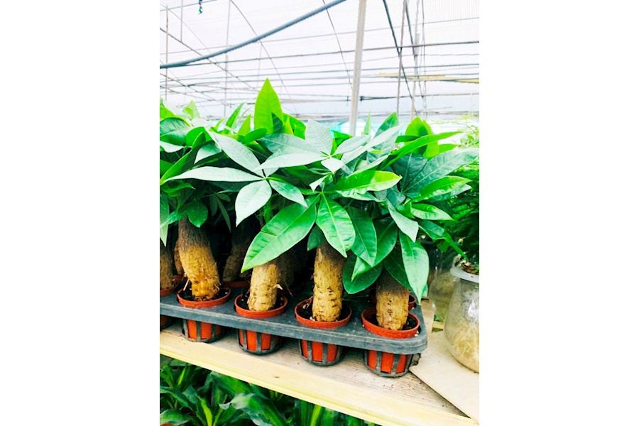 Sản phẩm Cây và Hoa (Mã GF85)