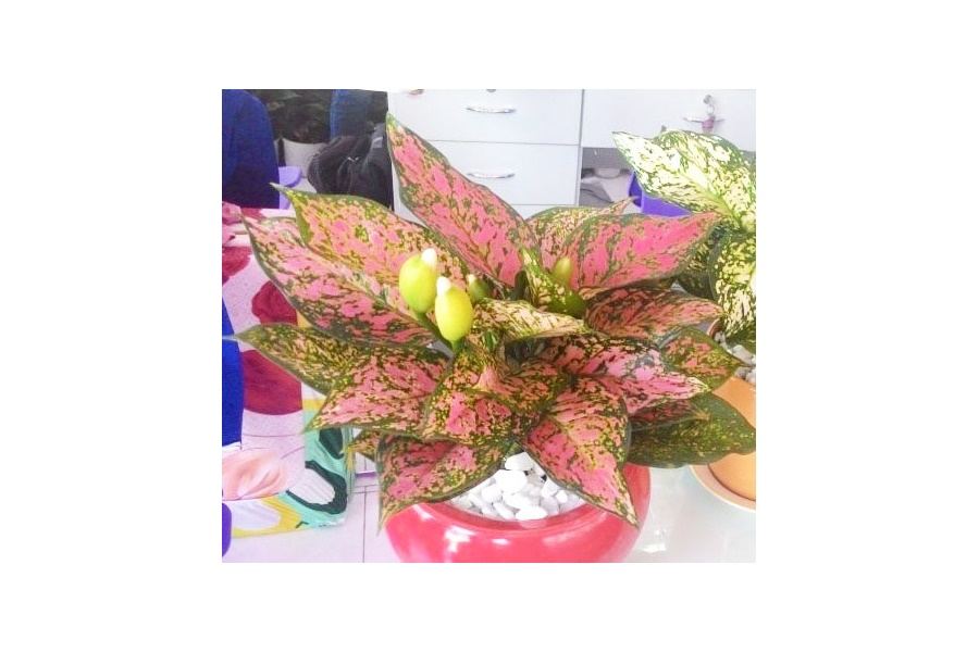 Sản phẩm Cây và Hoa (Mã GF86)