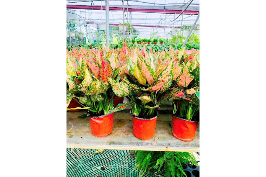 Sản phẩm Cây và Hoa (Mã GF86)