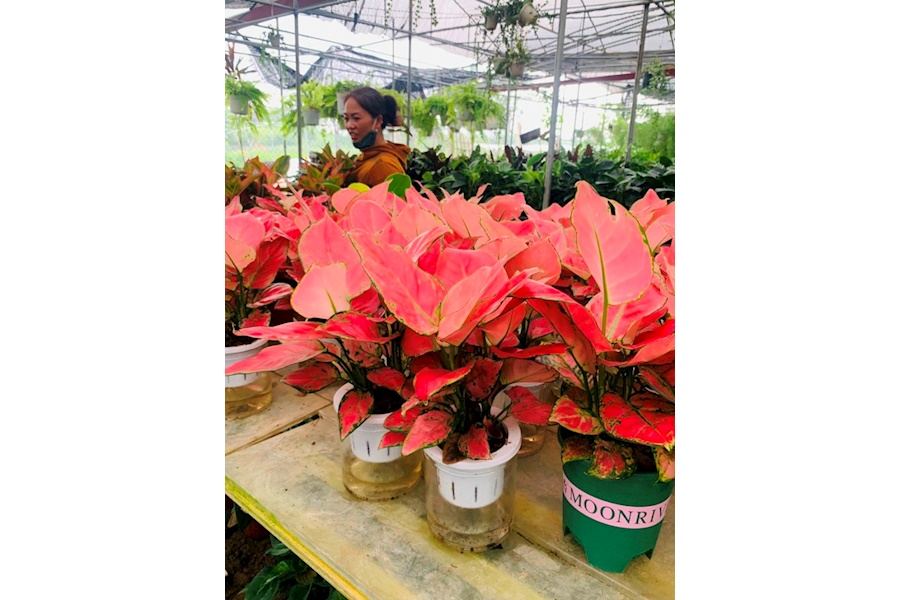 Sản phẩm Cây và Hoa (Mã GF86)