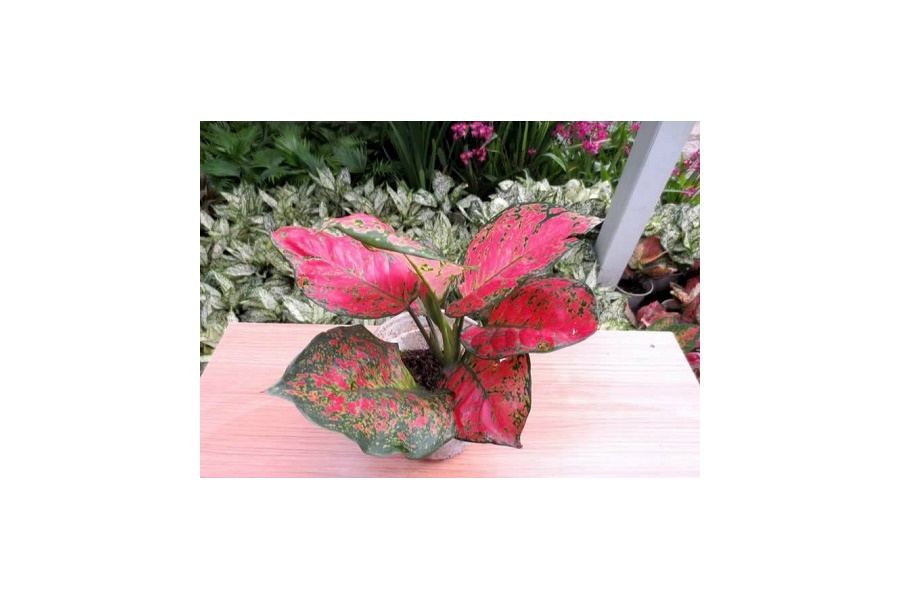 Sản phẩm Cây và Hoa (Mã GF86)
