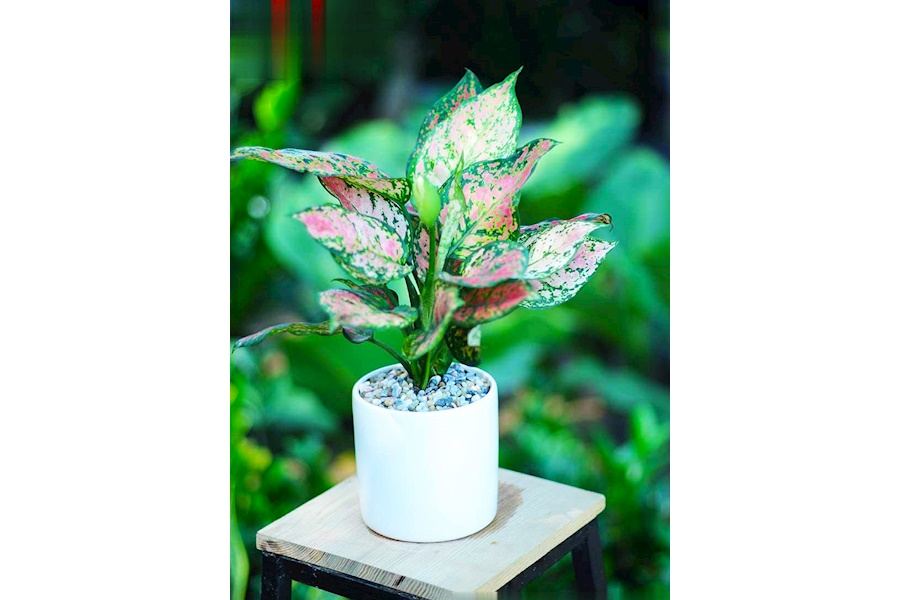 Sản phẩm Cây và Hoa (Mã GF86)