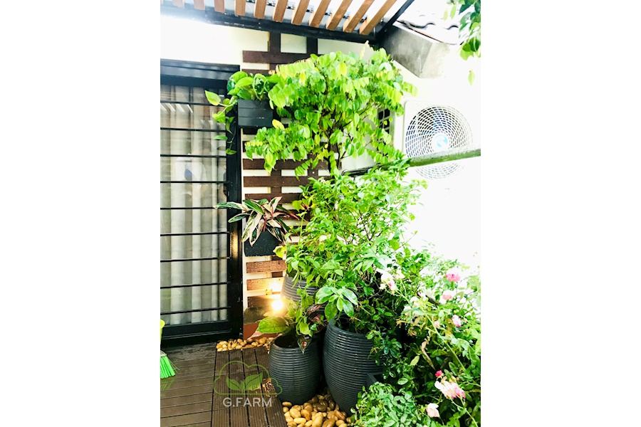 Mẫu thiết kế sân vườn Nhà phố - Phong cách Châu Âu (Mã GF9)