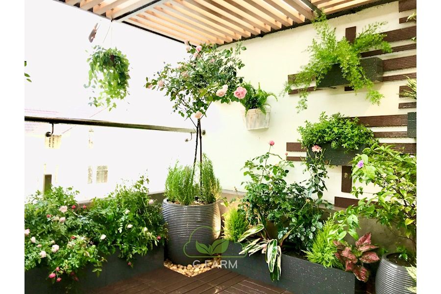 Mẫu thiết kế sân vườn Nhà phố - Phong cách Châu Âu (Mã GF9)