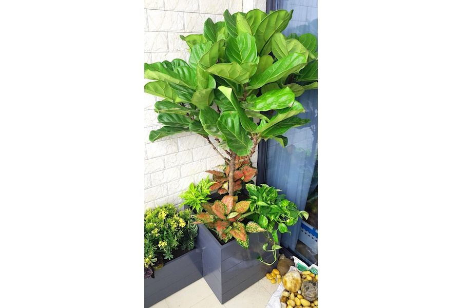 Sản phẩm Chậu trồng cây composite (Mã GF90)