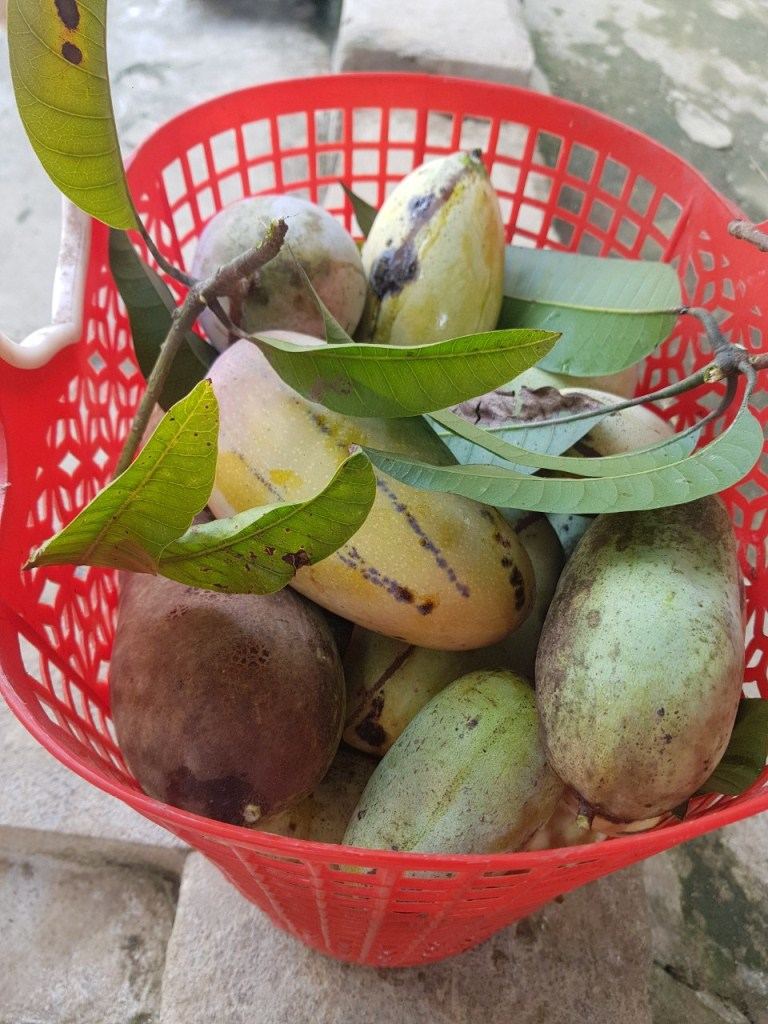 trai-cay-nha-trong