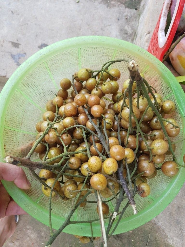 hong-bi-ngon