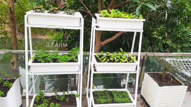 vườn rau sân thượng đẹp