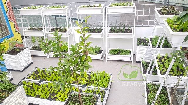 thiết kế vườn rau