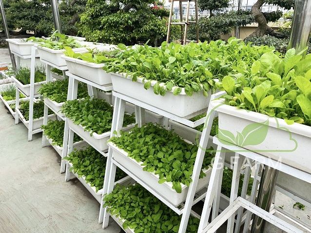 rau xanh tuyệt đẹp