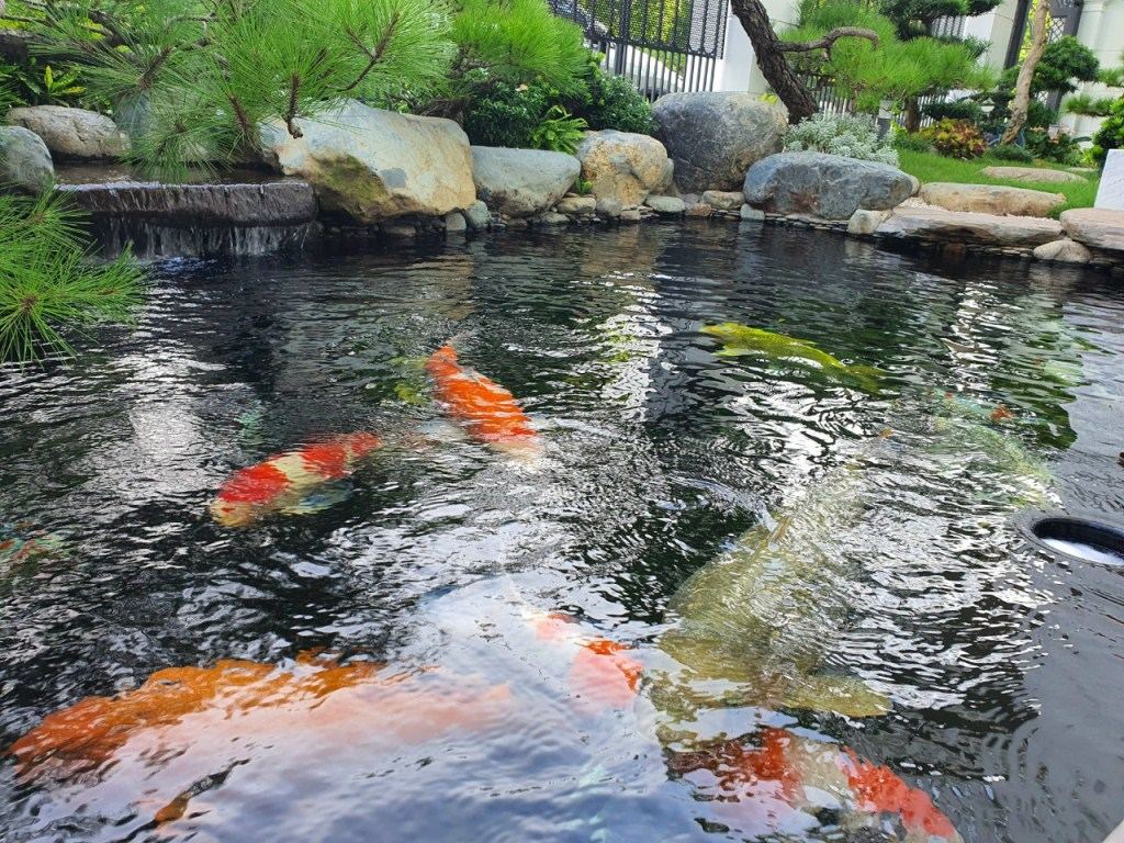 ho-ca-koi-dep