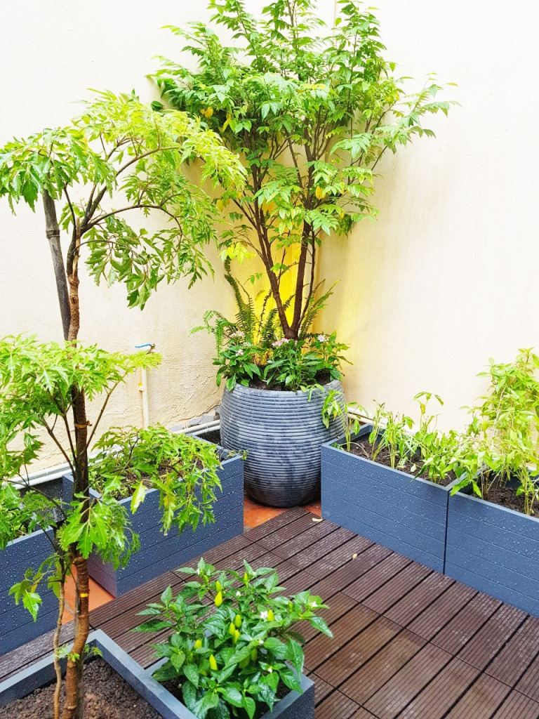 Vườn rau Sân thượng