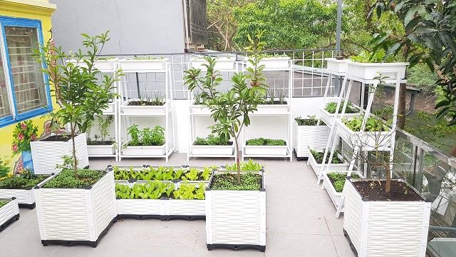 Vườn rau xanh tuyệt đẹp