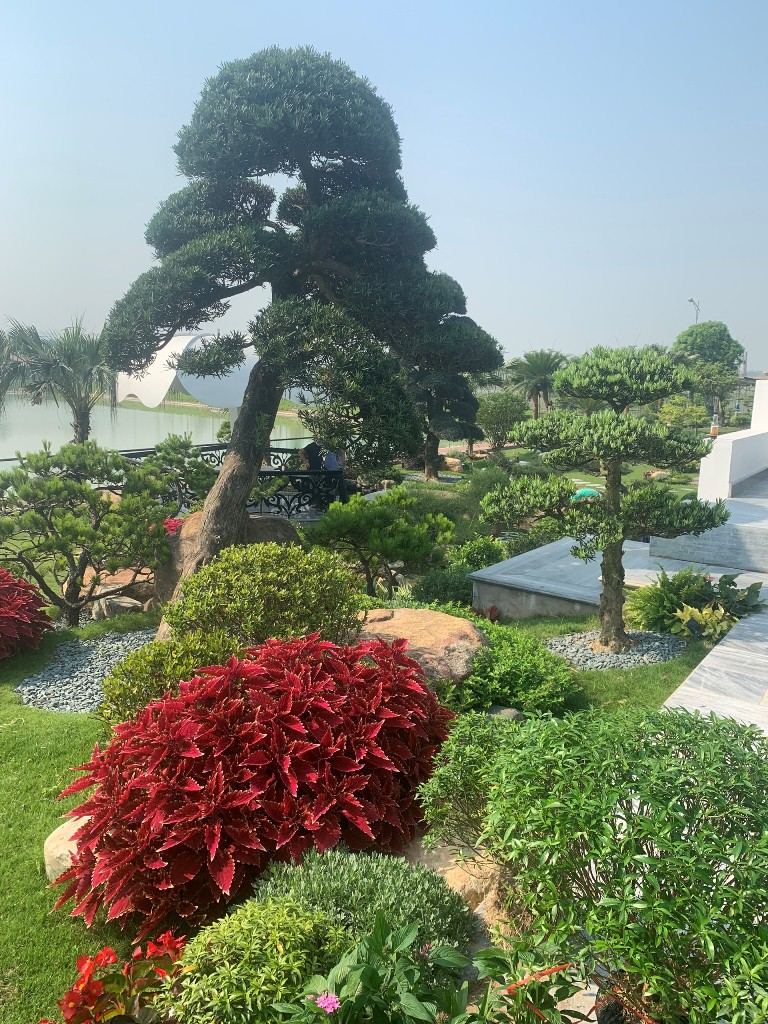 Cây đẹp