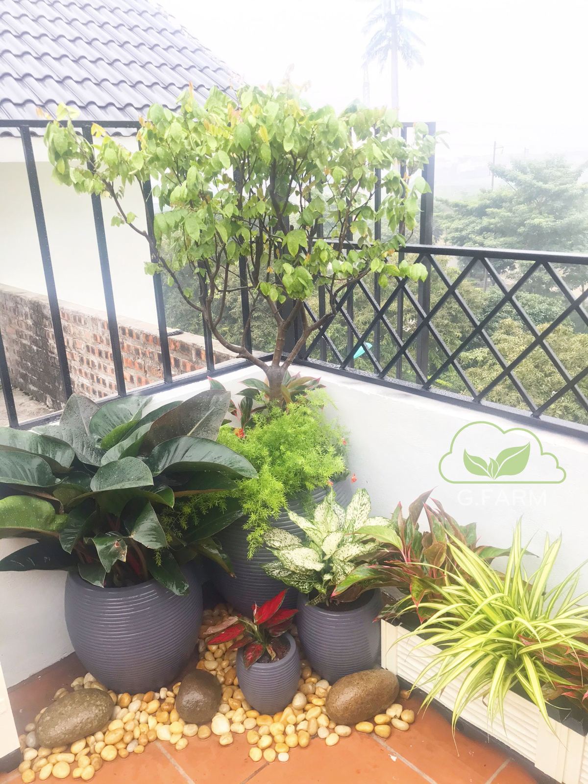 Vườn chị Thủy Geleximco