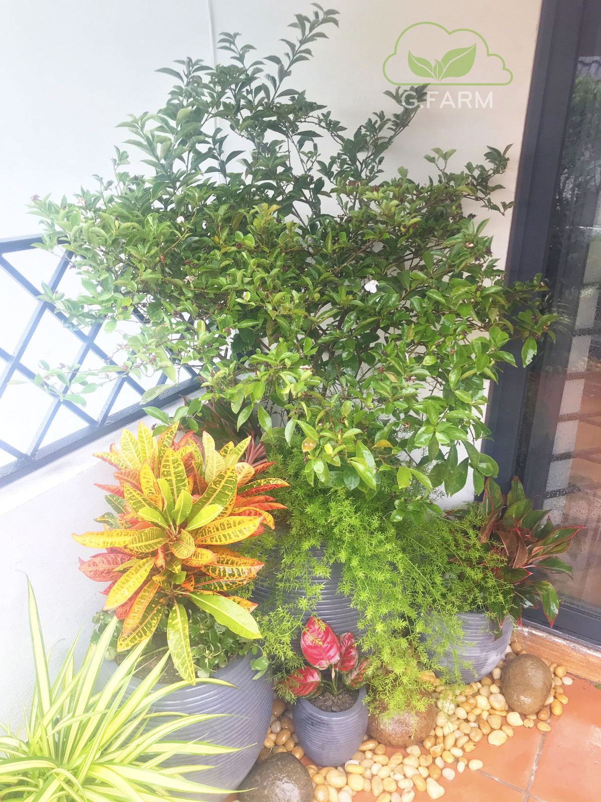 Vườn chị Thủy Geleximco