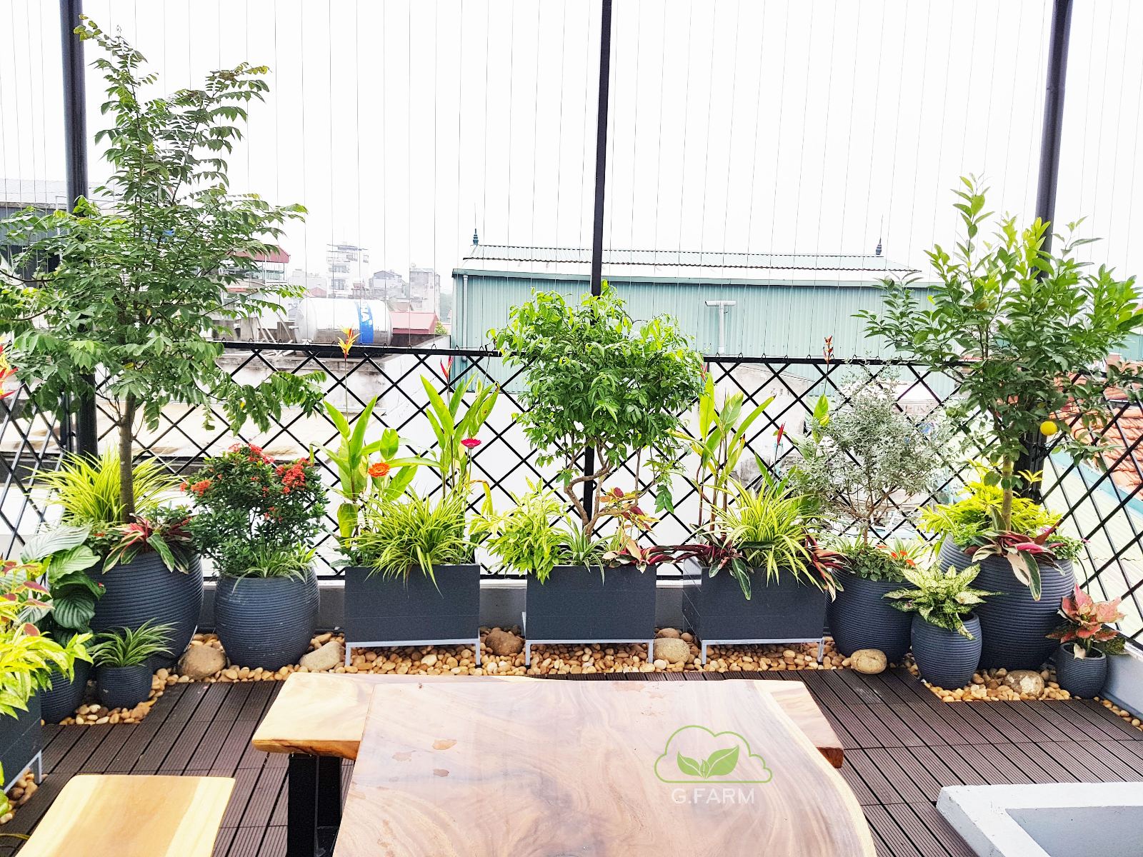 Vườn anh Khanh Long Biên 
